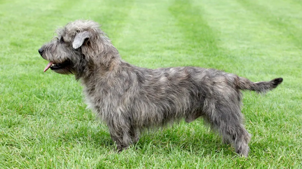 Glen of Imaal Terrier